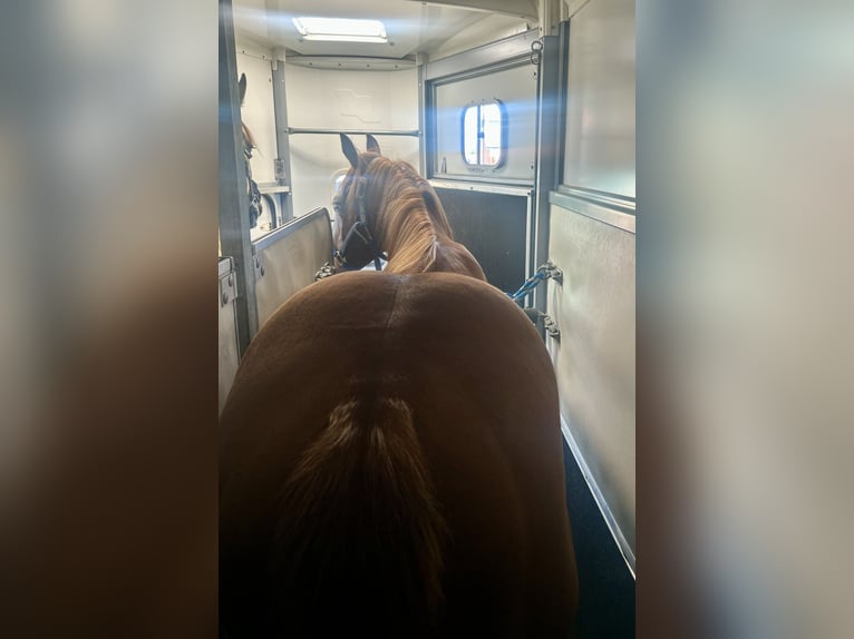 American Quarter Horse Gelding 1 year Chestnut-Red in Hamont
