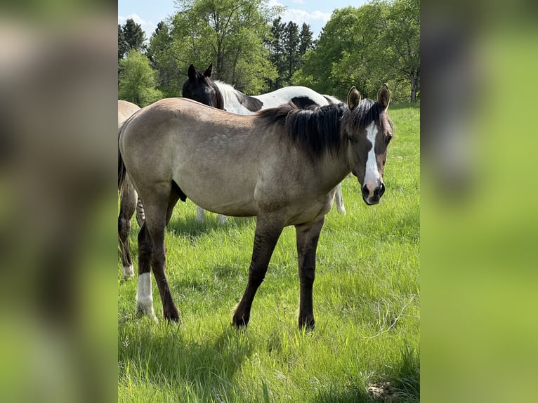American Quarter Horse Gelding 1 year Grullo in Bismarck