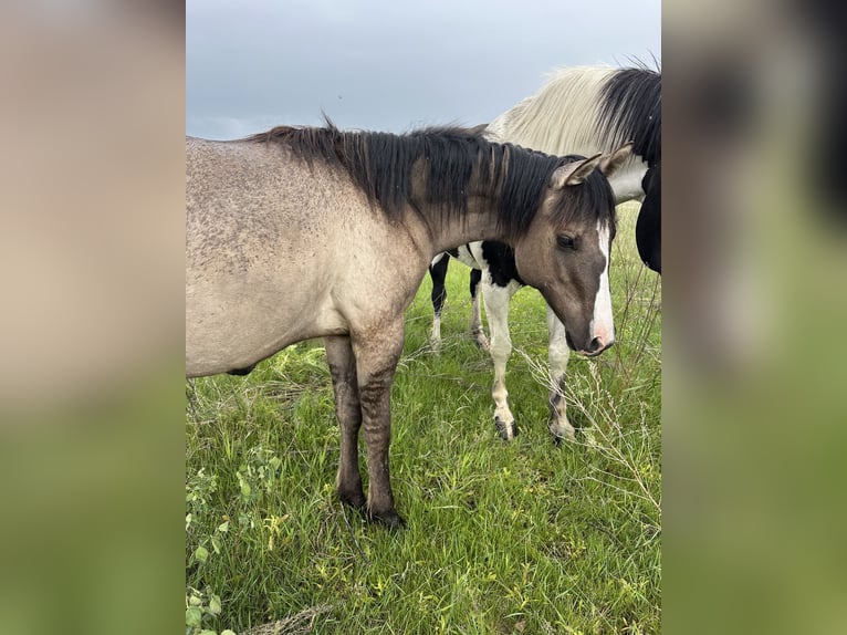 American Quarter Horse Gelding 1 year Grullo in Bismarck