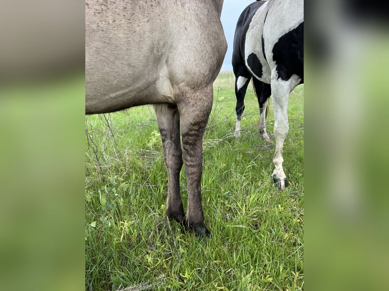 American Quarter Horse Gelding 1 year Grullo in Bismarck