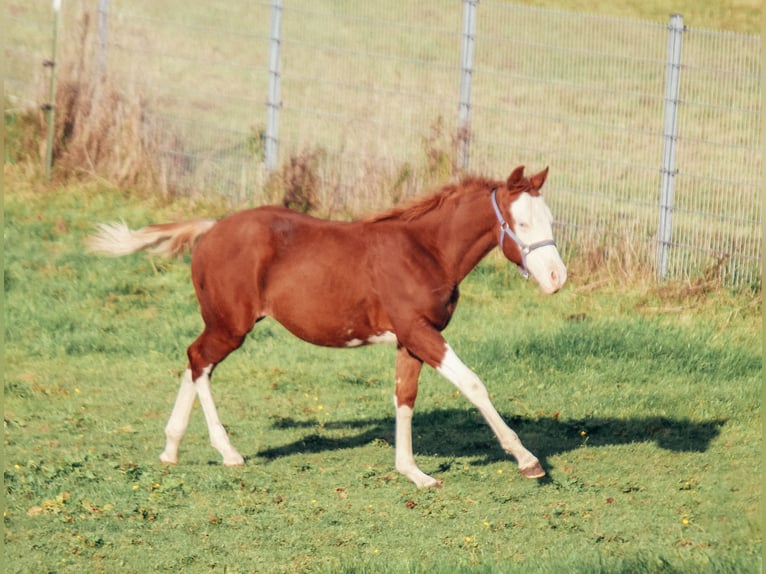 American Quarter Horse Gelding 1 year Overo-all-colors in Haldenwang
