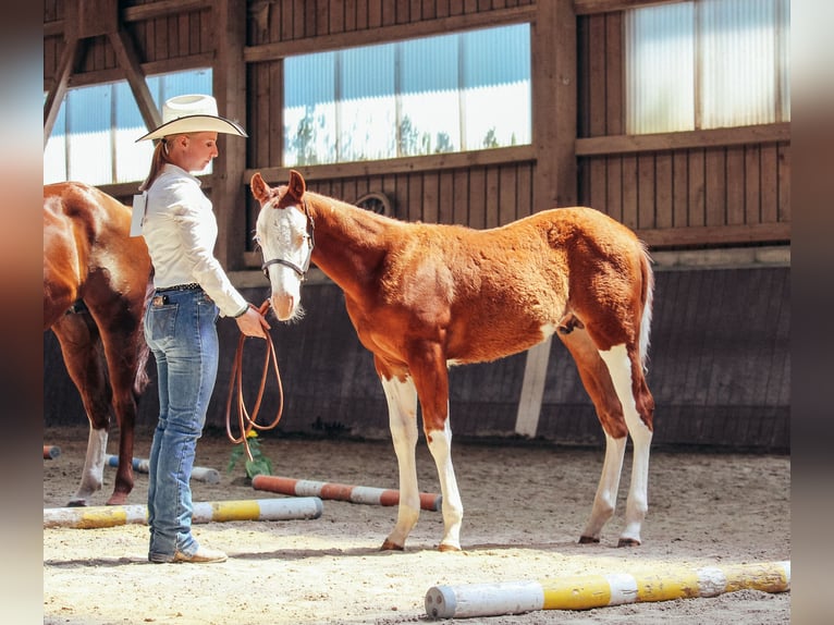 American Quarter Horse Gelding 1 year Overo-all-colors in Haldenwang