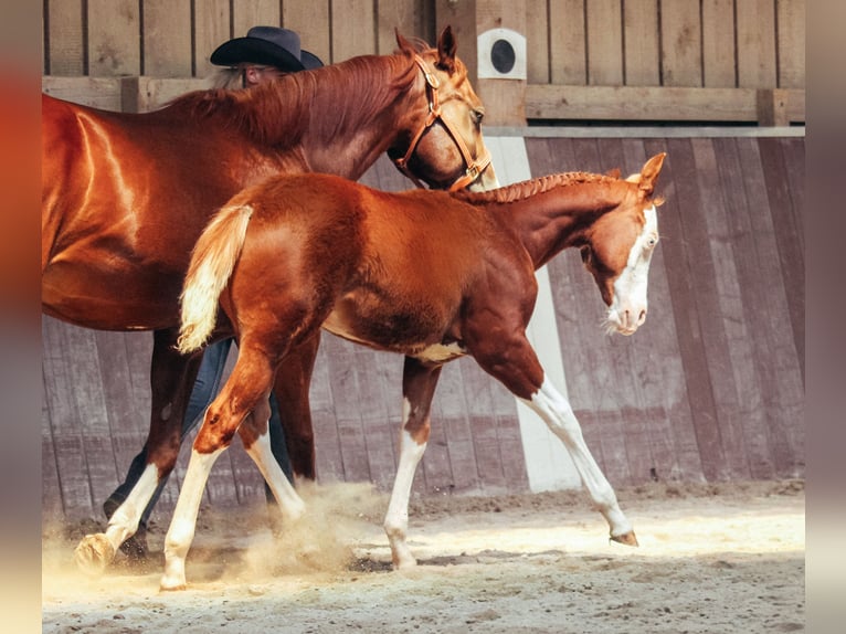 American Quarter Horse Gelding 1 year Overo-all-colors in Haldenwang