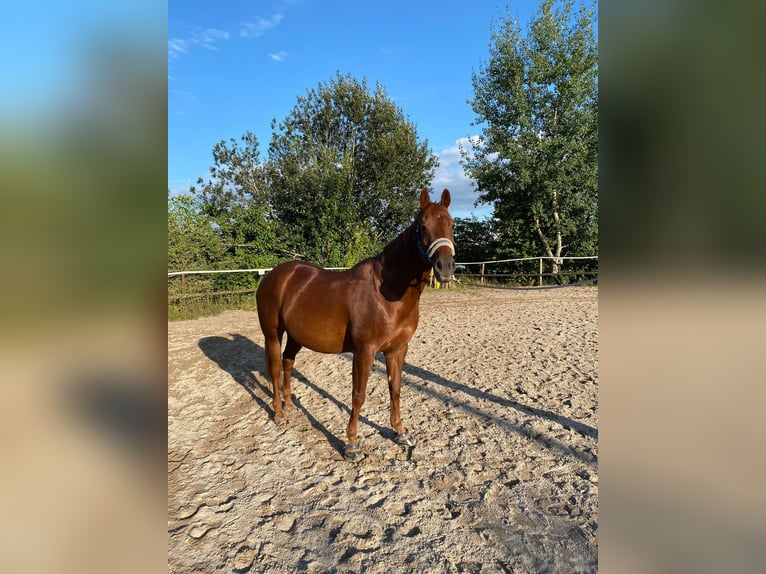 American Quarter Horse Gelding 20 years 15,1 hh Chestnut-Red in Gäufelden