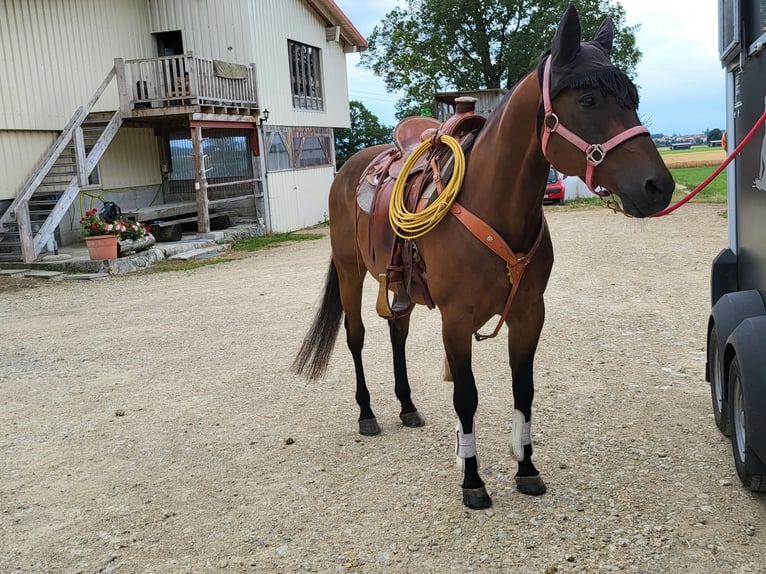 American Quarter Horse Gelding 20 years 15 hh Bay-Dark in Oberburg