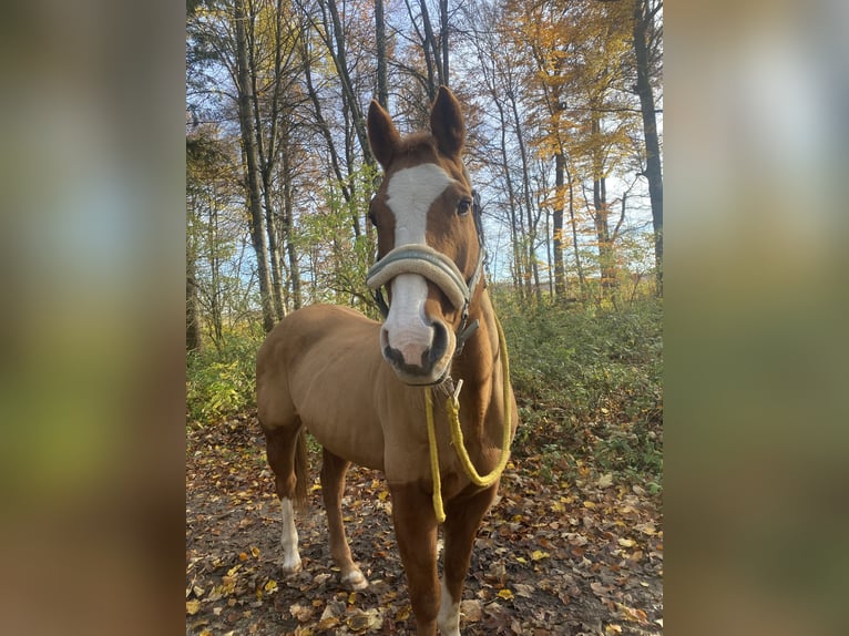 American Quarter Horse Gelding 20 years 15,1 hh Chestnut-Red in Laichingen Machtolsheim