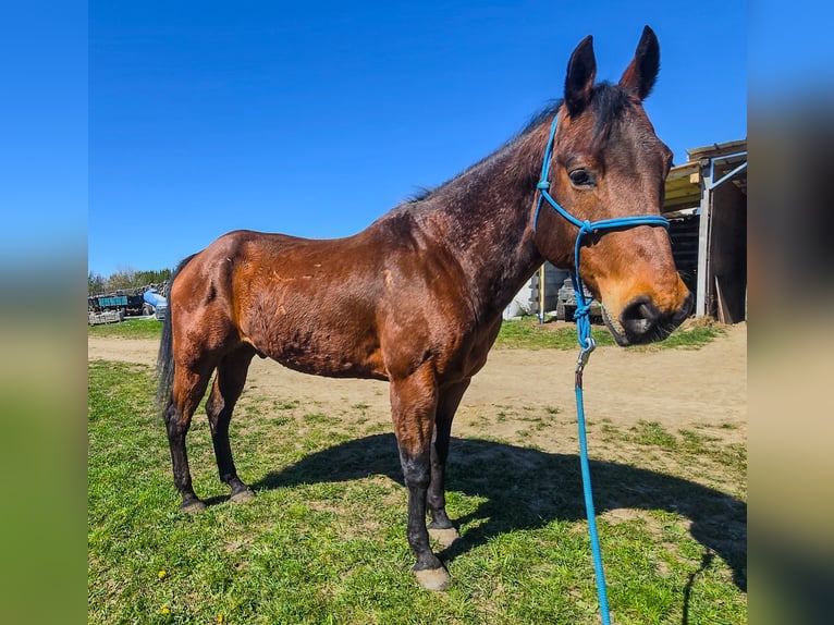 American Quarter Horse Gelding 20 years Brown in Weimar