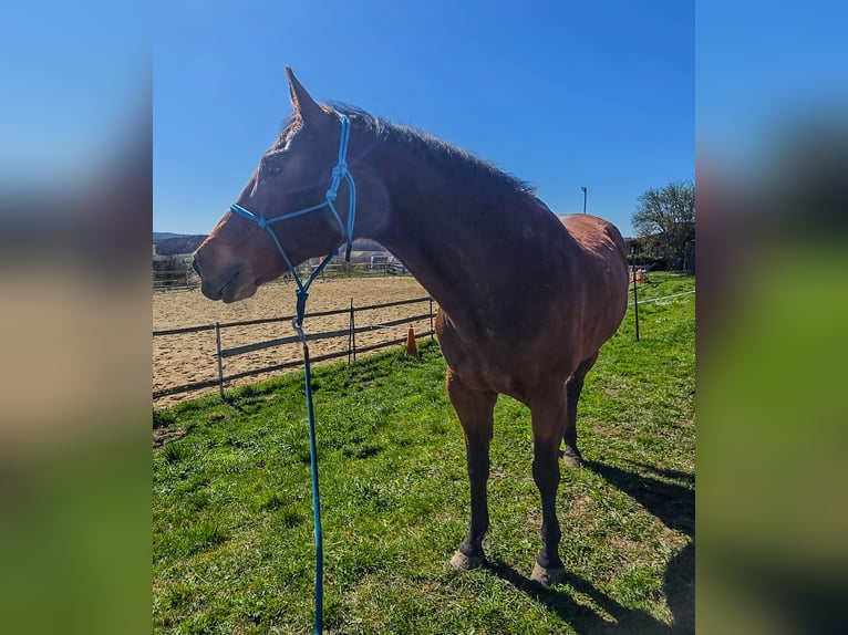 American Quarter Horse Gelding 20 years Brown in Weimar