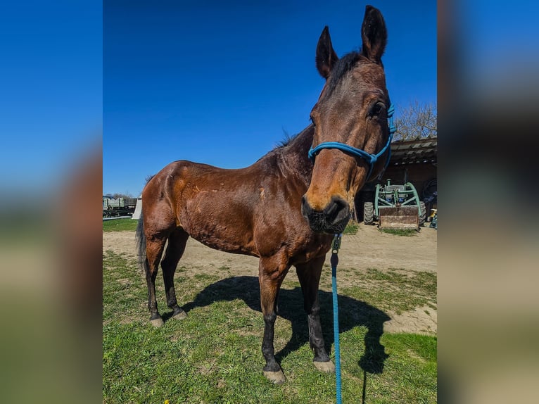American Quarter Horse Gelding 20 years Brown in Weimar