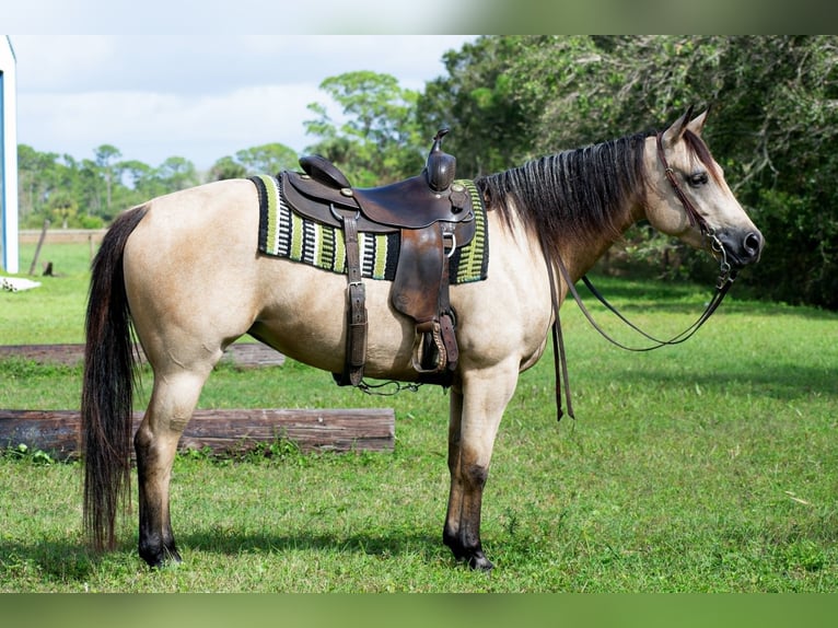 American Quarter Horse Gelding 21 years 14,1 hh Buckskin in Port Saint Lucie