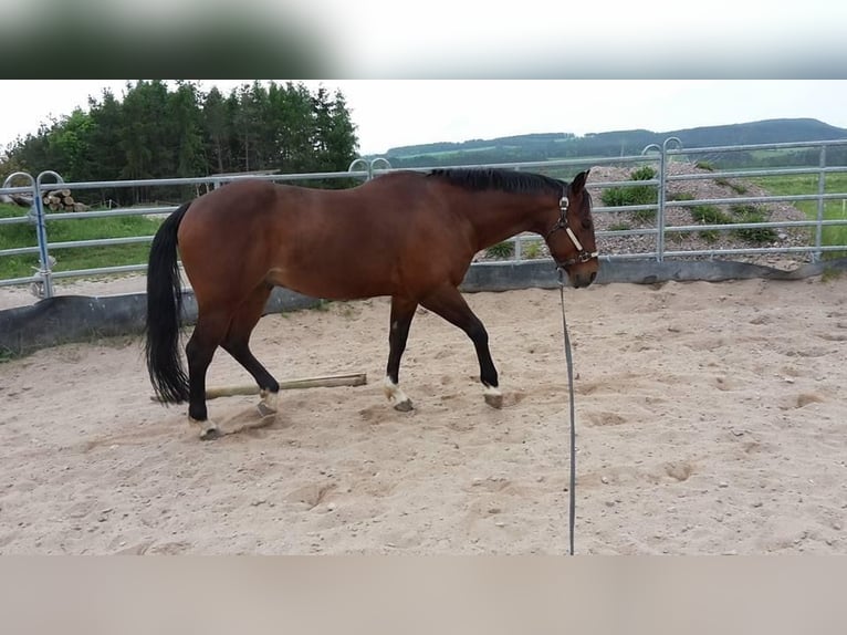 American Quarter Horse Gelding 21 years 15,1 hh Brown in Plaue