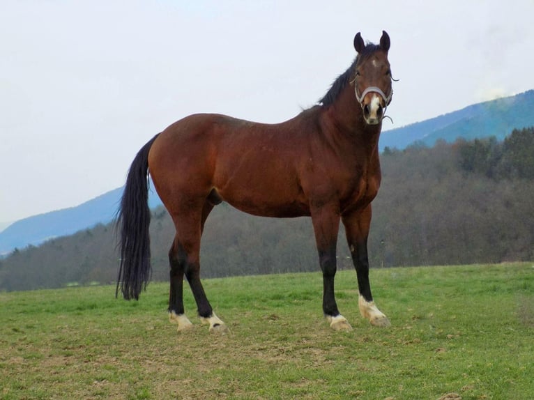 American Quarter Horse Gelding 21 years 15,1 hh Brown in Plaue