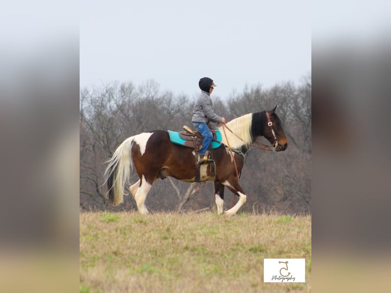 American Quarter Horse Gelding 21 years 16 hh Tobiano-all-colors in Wlakerton IN