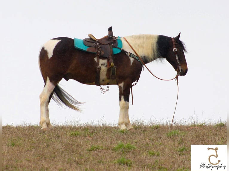 American Quarter Horse Gelding 21 years 16 hh Tobiano-all-colors in Wlakerton IN