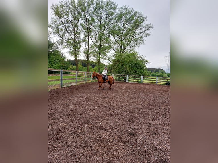 American Quarter Horse Gelding 22 years 15,1 hh Brown in Donaueschingen