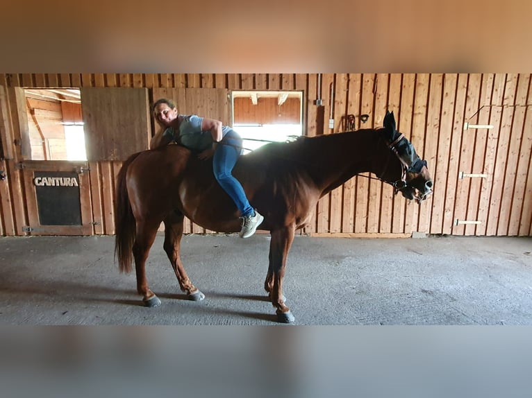 American Quarter Horse Gelding 22 years 15,1 hh Brown in Donaueschingen