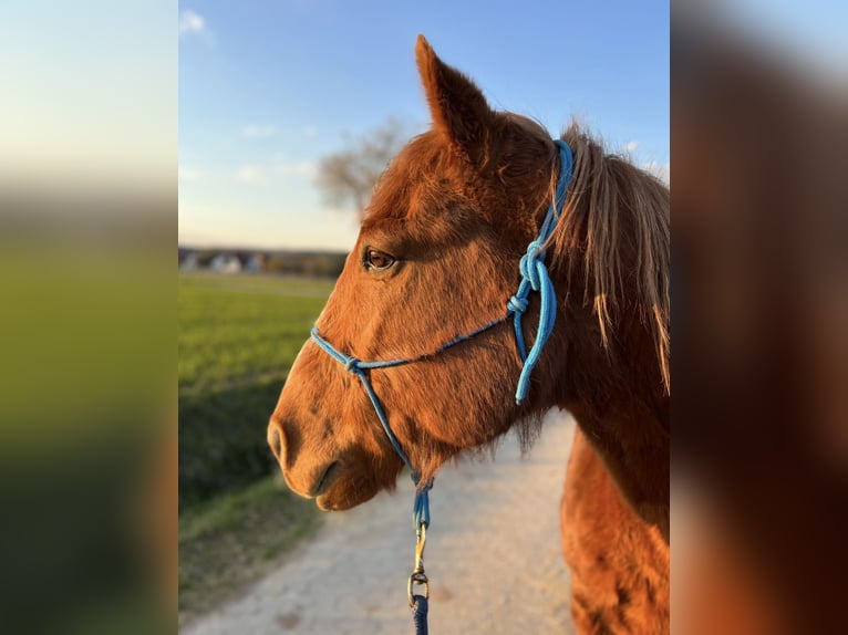 American Quarter Horse Gelding 22 years 15,2 hh Chestnut-Red in Hemhofen