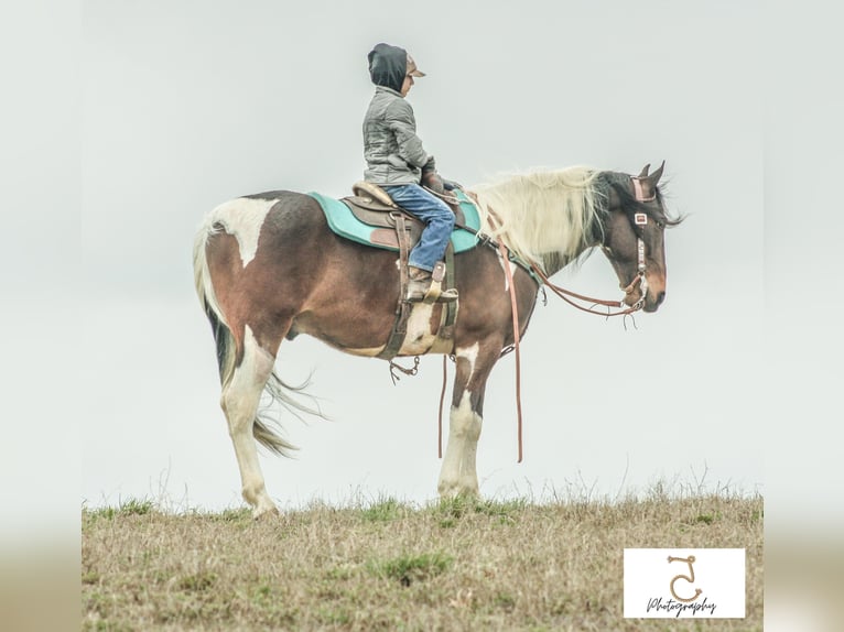 American Quarter Horse Gelding 22 years 16 hh Tobiano-all-colors in Wlakerton IN