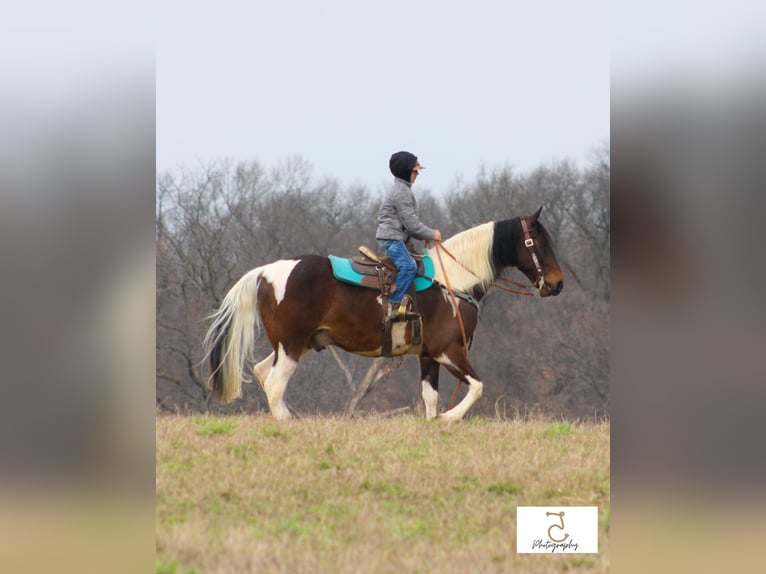 American Quarter Horse Gelding 22 years 16 hh Tobiano-all-colors in Wlakerton IN