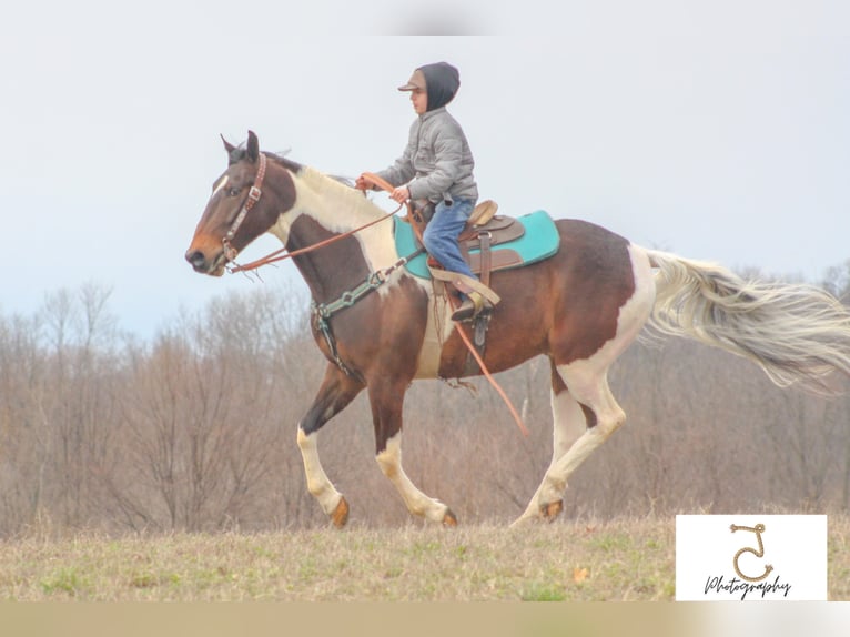 American Quarter Horse Gelding 22 years 16 hh Tobiano-all-colors in Wlakerton IN