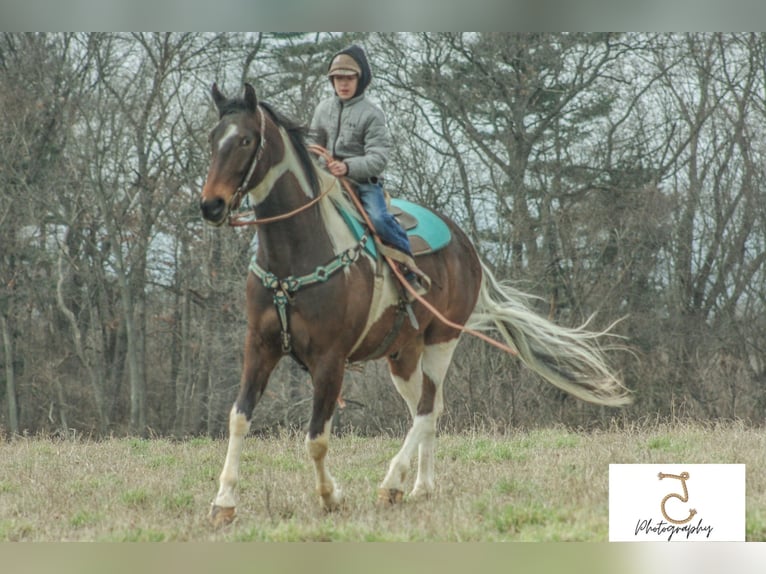 American Quarter Horse Gelding 22 years 16 hh Tobiano-all-colors in Wlakerton IN
