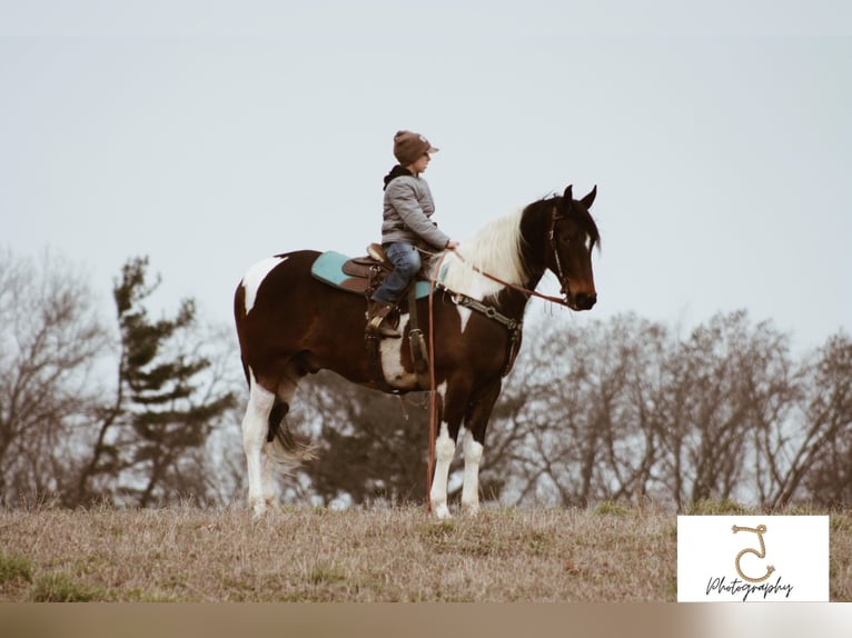 American Quarter Horse Gelding 22 years 16 hh Tobiano-all-colors in Wlakerton IN