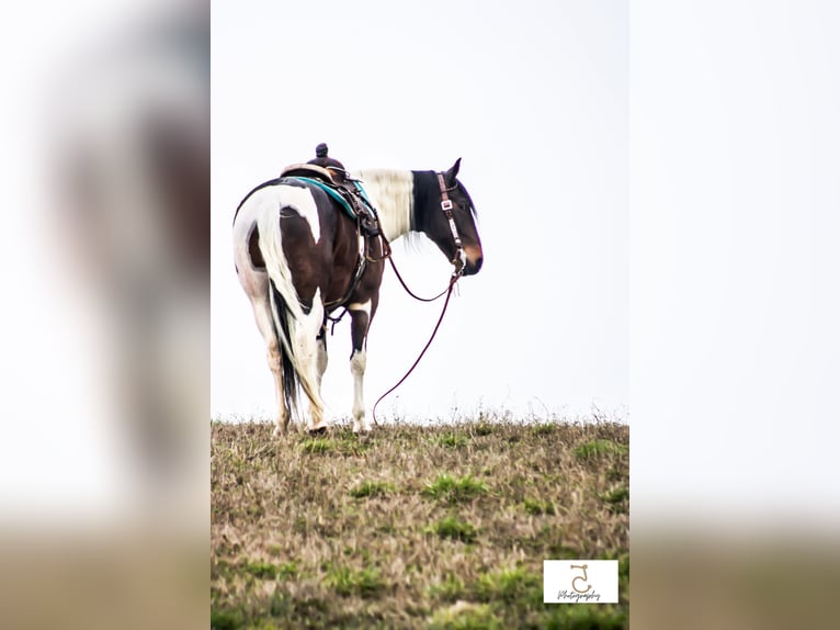 American Quarter Horse Gelding 22 years 16 hh Tobiano-all-colors in Wlakerton IN
