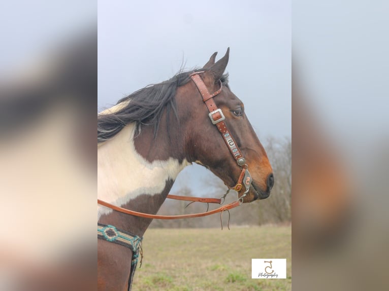 American Quarter Horse Gelding 22 years 16 hh Tobiano-all-colors in Wlakerton IN