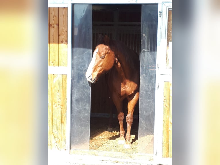 American Quarter Horse Gelding 23 years 14,2 hh Chestnut-Red in Schwaz