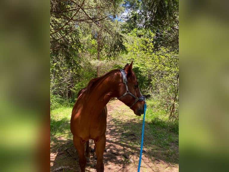 American Quarter Horse Gelding 23 years 14,2 hh Chestnut-Red in Schwaz