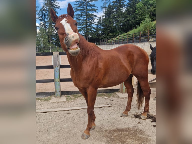 American Quarter Horse Gelding 23 years 14,2 hh Chestnut-Red in Schwaz