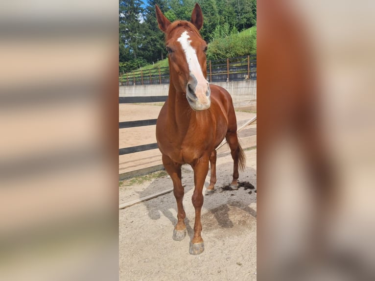 American Quarter Horse Gelding 23 years 14,2 hh Chestnut-Red in Schwaz