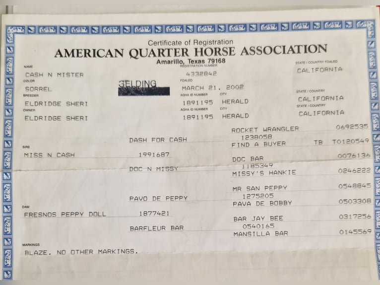 American Quarter Horse Gelding 23 years 14,2 hh Chestnut-Red in Schwaz
