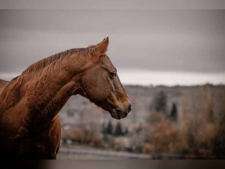 American Quarter Horse Gelding 23 years Chestnut-Red in Karlsbad