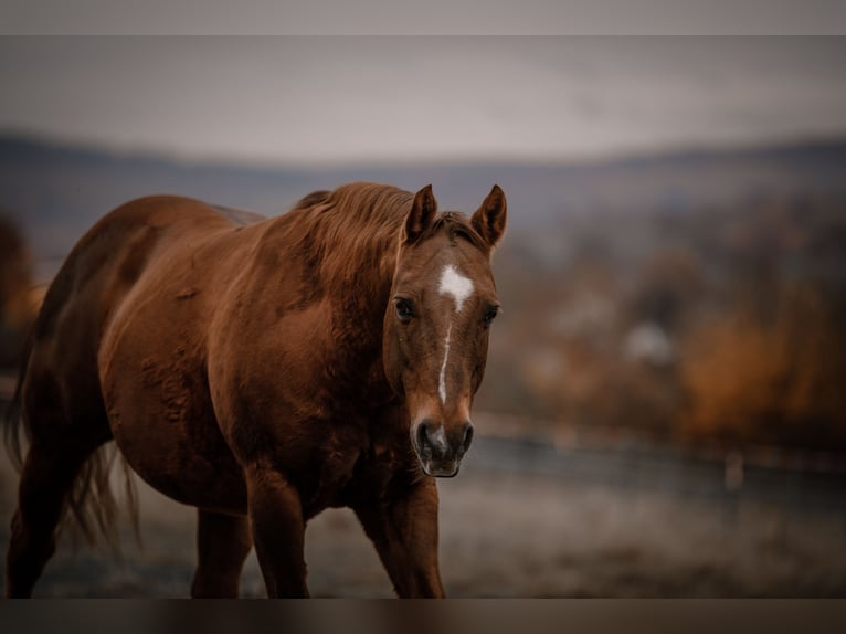 American Quarter Horse Gelding 24 years Chestnut-Red in Karlsbad