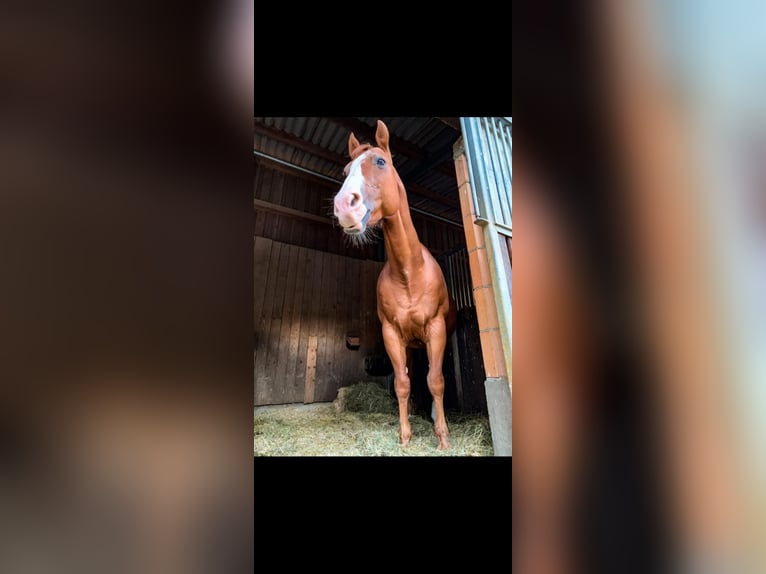 American Quarter Horse Gelding 24 years Chestnut-Red in Tengen