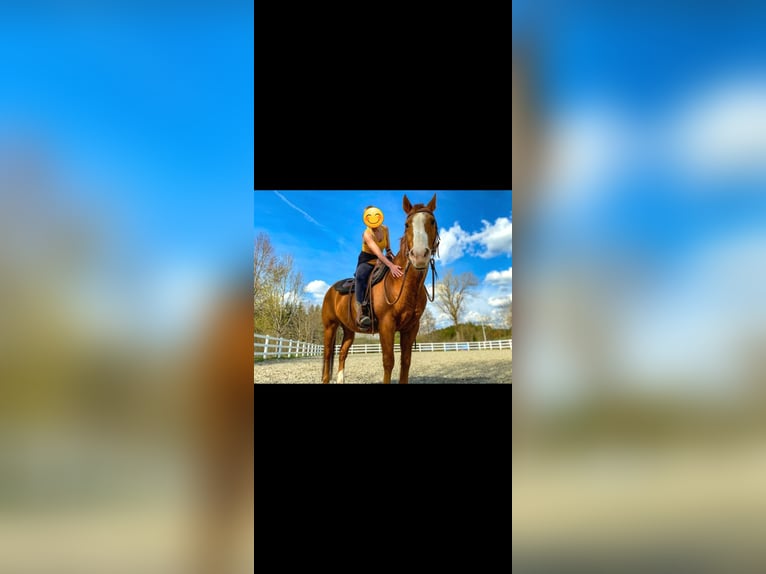 American Quarter Horse Gelding 24 years Chestnut-Red in Tengen