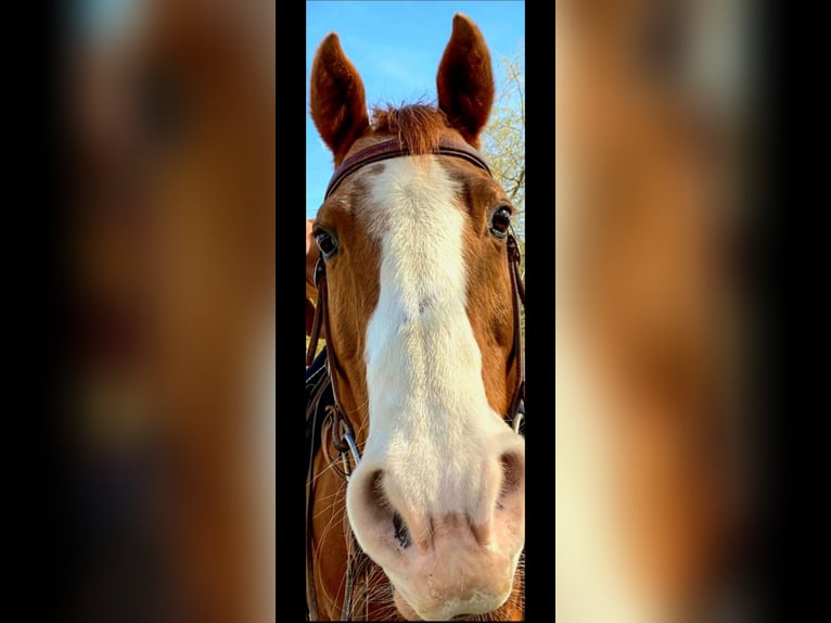 American Quarter Horse Gelding 24 years Chestnut-Red in Tengen