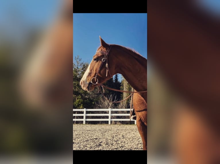 American Quarter Horse Gelding 24 years Chestnut-Red in Tengen