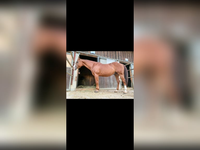 American Quarter Horse Gelding 24 years Chestnut-Red in Tengen