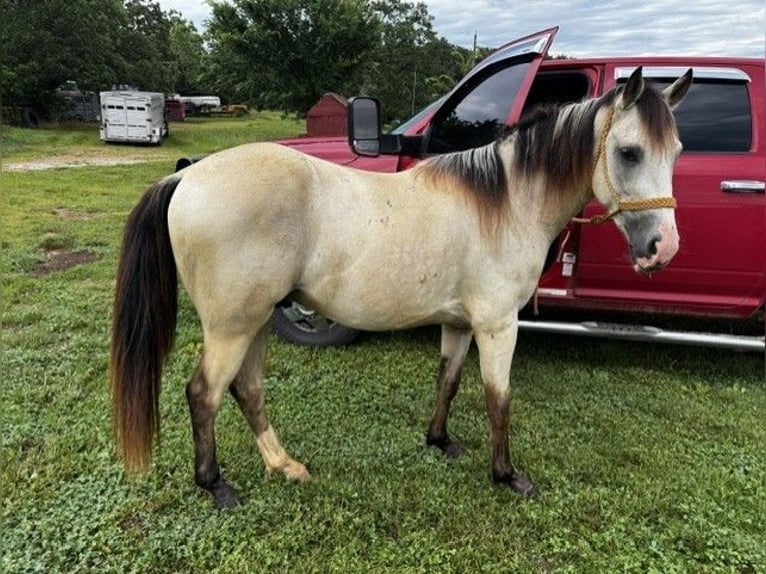 American Quarter Horse Gelding 2 years 12.3 hh Buckskin in Owensville