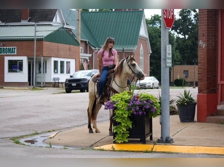 American Quarter Horse Gelding 2 years 12.3 hh Buckskin in Owensville