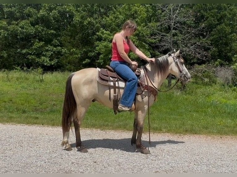 American Quarter Horse Gelding 2 years 12.3 hh Buckskin in Owensville
