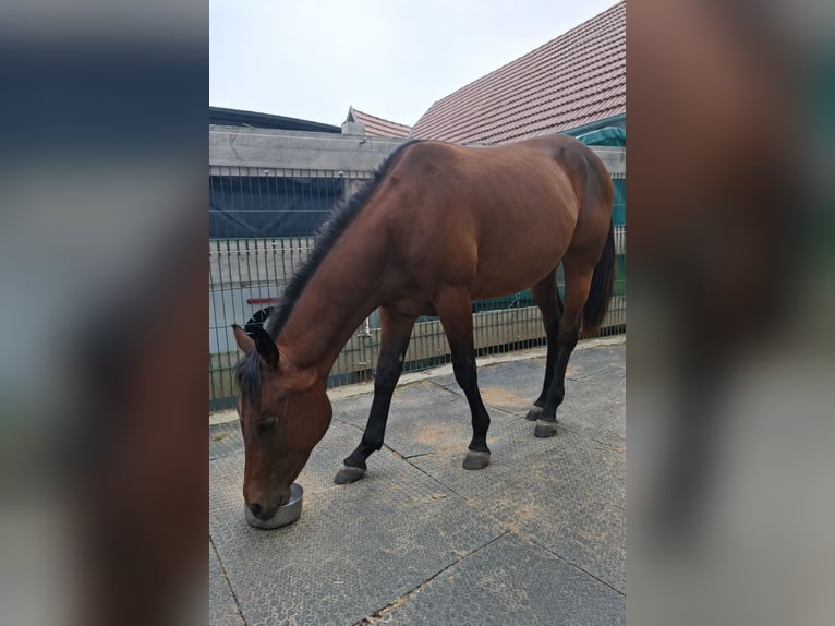 American Quarter Horse Gelding 2 years 13.2 hh Bay-Dark in Schefflenz