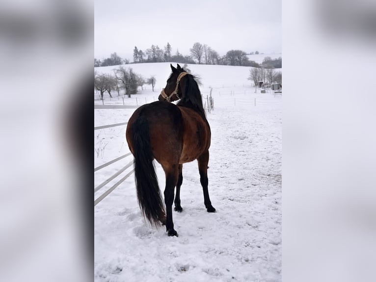 American Quarter Horse Gelding 2 years 13.2 hh Bay-Dark in Schefflenz