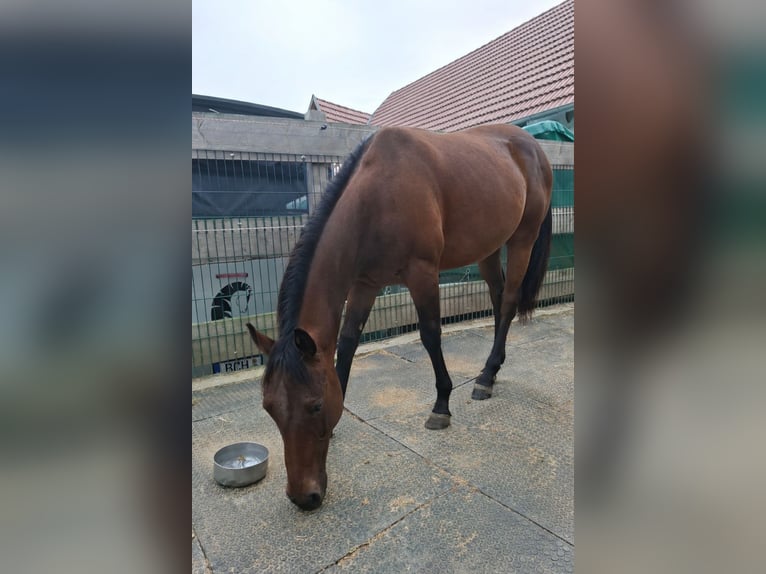 American Quarter Horse Gelding 2 years 13.2 hh Bay-Dark in Schefflenz