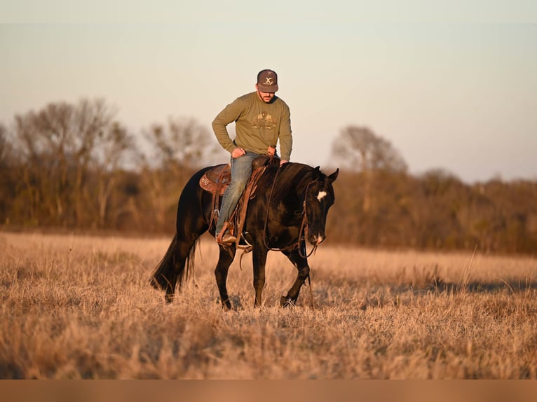 American Quarter Horse Gelding 2 years 13,3 hh Black in Waco, TX