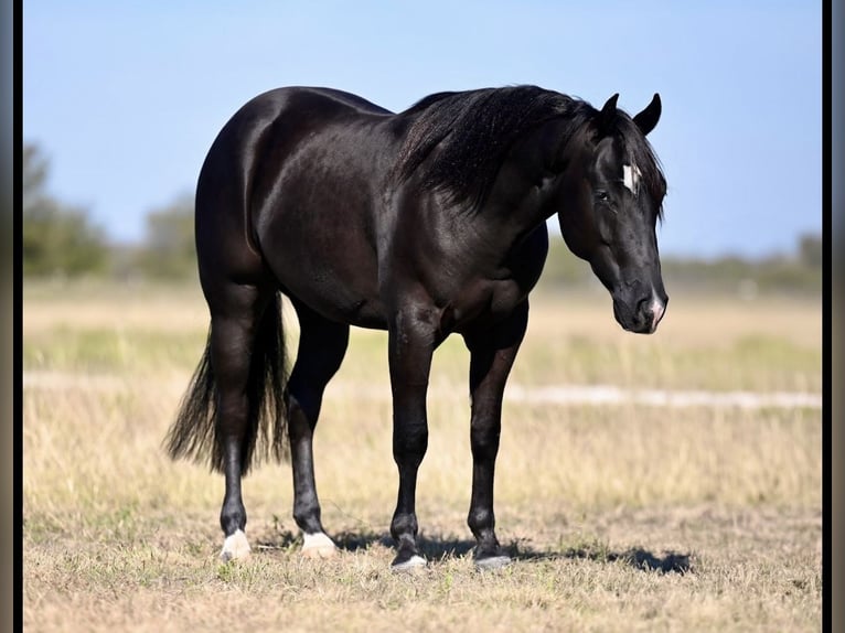 American Quarter Horse Gelding 2 years 13,3 hh Black in Waco, TX