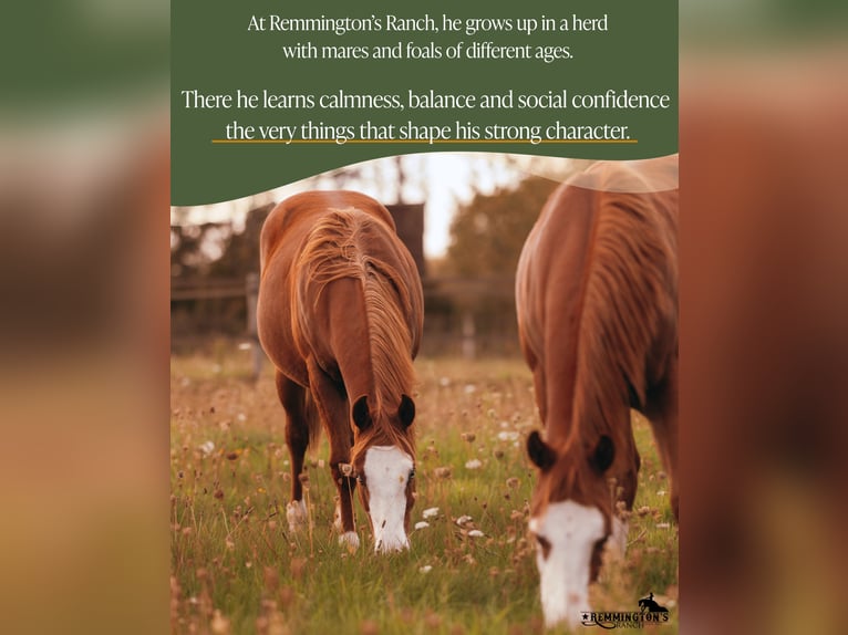 American Quarter Horse Gelding 2 years 13,1 hh Chestnut-Red in Arendonk