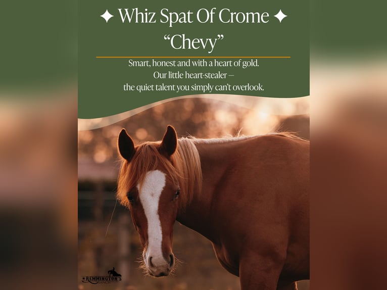 American Quarter Horse Gelding 2 years 13,1 hh Chestnut-Red in Arendonk